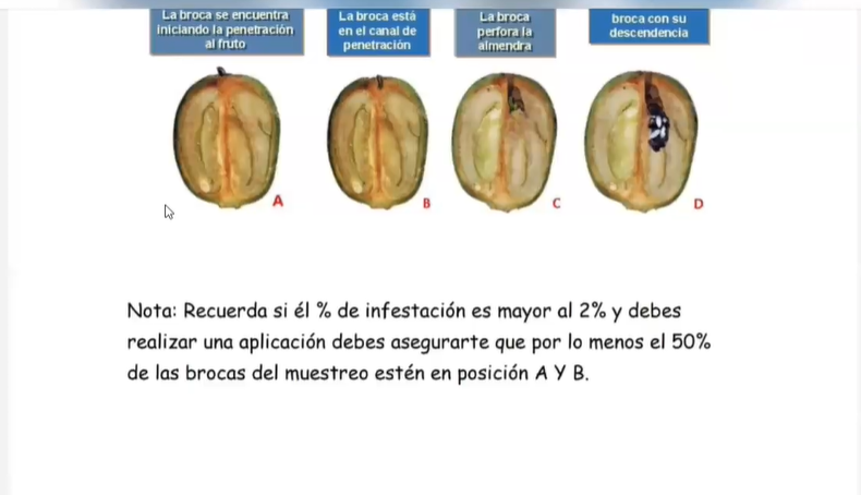 Manejo integrado de Plagas y Enfermedades MIPE